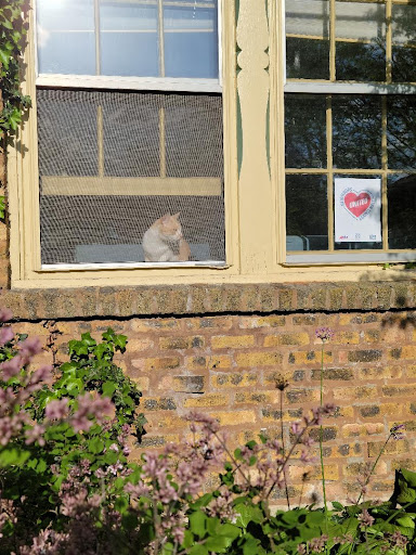 Window sign in window with cat