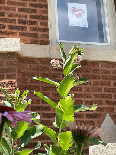 Flower with window sign in background